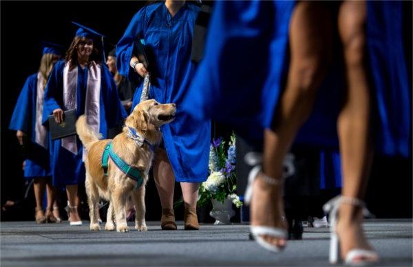 A service dog crosses the stage with it's owner during 毕业典礼.